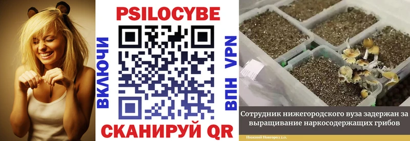Галлюциногенные грибы Psilocybine cubensis  Кремёнки 